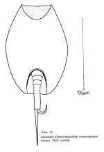 Lepadella heterodactyla