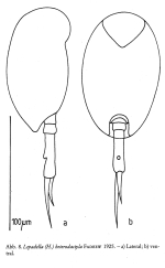 Lepadella heterodactyla