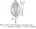Lepadella heterodactyla