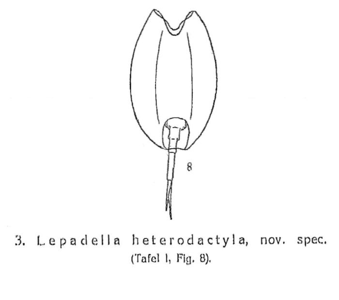 Lepadella heterodactyla - Original description image