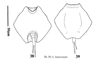 Lepadella heterostyla