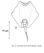 Lepadella heterostyla