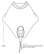 Lepadella heterostyla