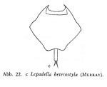 Lepadella heterostyla