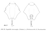 Lepadella heterostyla