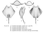 Lepadella heterostyla