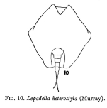 Lepadella heterostyla