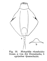 Lepadella heterostyla