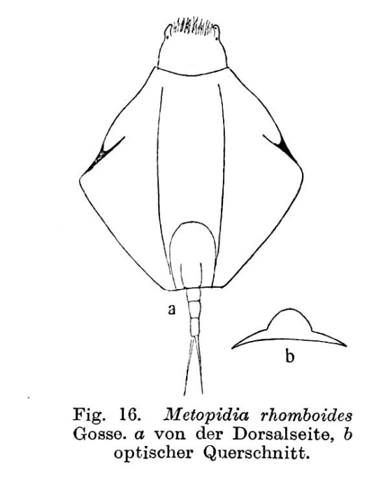 Lepadella heterostyla Lepadella heterostyla