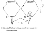 Lepadella heterostyla
