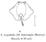 Lepadella heterostyla