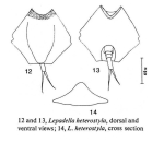 Lepadella heterostyla