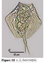 Lepadella heterostyla