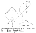 Lepadella heterostyla - Original description image