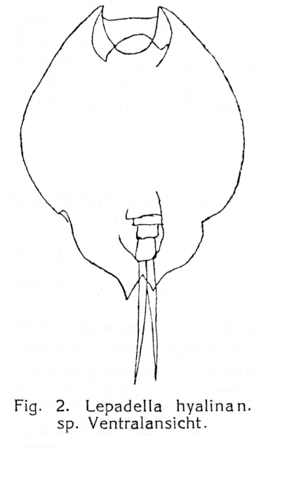 Lepadella hyalina - Original description image