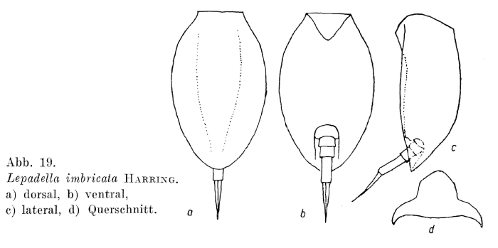 Lepadella imbricata Lepadella imbricata
