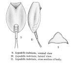 Lepadella imbricata