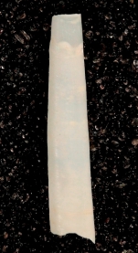 Wemersoniella duartei (holotype)