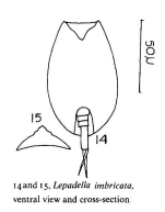 Lepadella imbricata