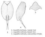 Lepadella imbricata - Original description image