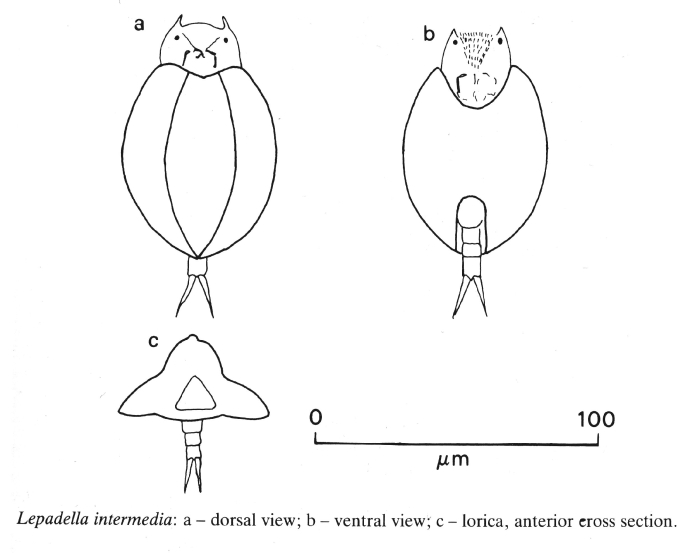 Lepadella intermedia - Original description image