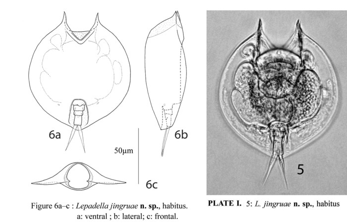 Lepadella jingruae - Original description image