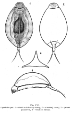 Lepadella koniari