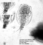 Lepadella koniari