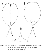 Lepadella koniari - Original description image
