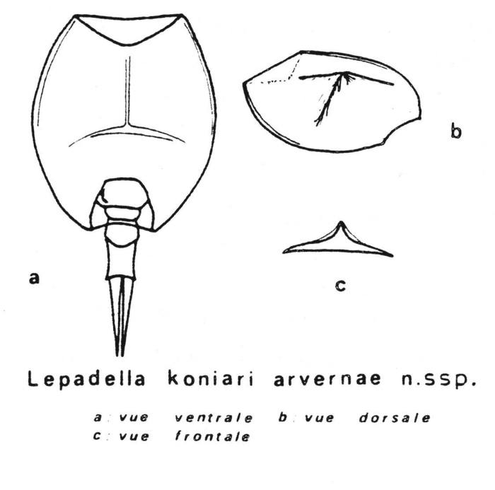 Lepadella koniari arvernae - Original description image
