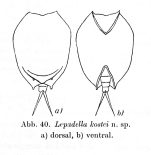 Lepadella kostei - Original description image