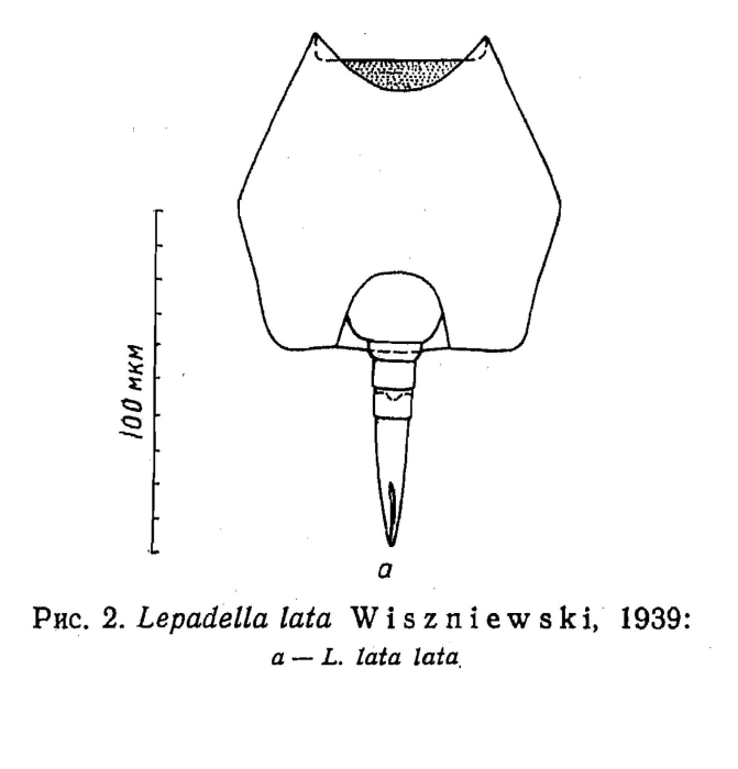 Lepadella lata Lepadella lata