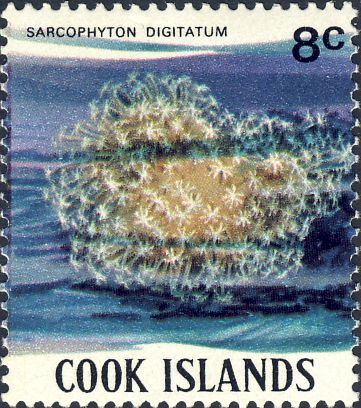 Sarcophyton digitatum Sarcophyton digitatum