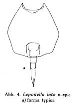 Lepadella lata - Original description image