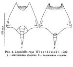 Lepadella lata f. raja