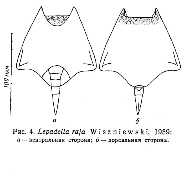 Lepadella lata f. raja Lepadella lata f. raja