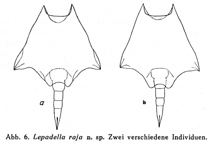 Lepadella lata f. raja - Original description image