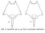 Lepadella lata f. raja