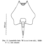Lepadella lata f. sinuata