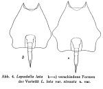 Lepadella lata f. sinuata - Original description image