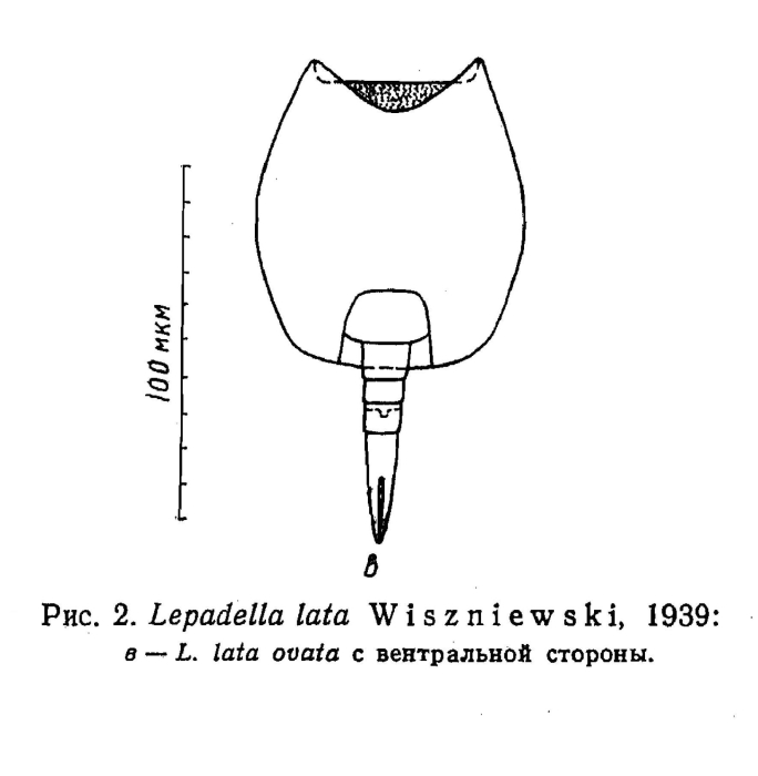 Lepadella lata var. ovata - Original description image