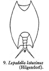 Lepadella latusinus