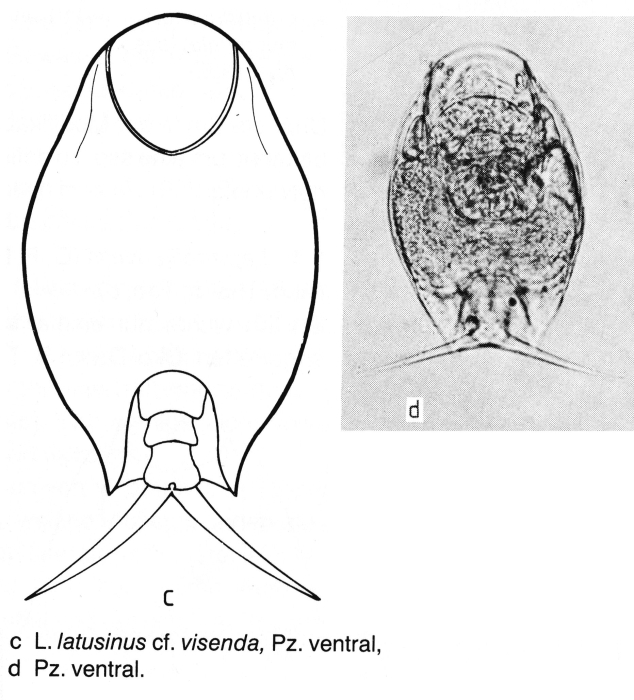 Lepadella latusinus Lepadella latusinus