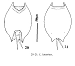 Lepadella latusinus