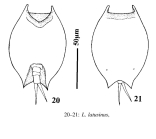 Lepadella latusinus