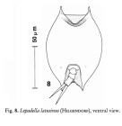 Lepadella latusinus