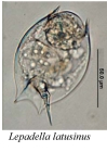 Lepadella latusinus