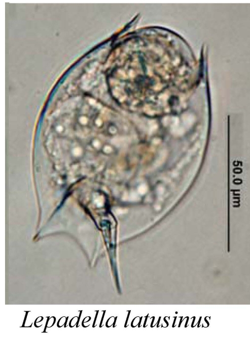 Lepadella latusinus Lepadella latusinus