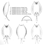 Lepadella latusinus