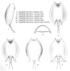 Lepadella latusinus